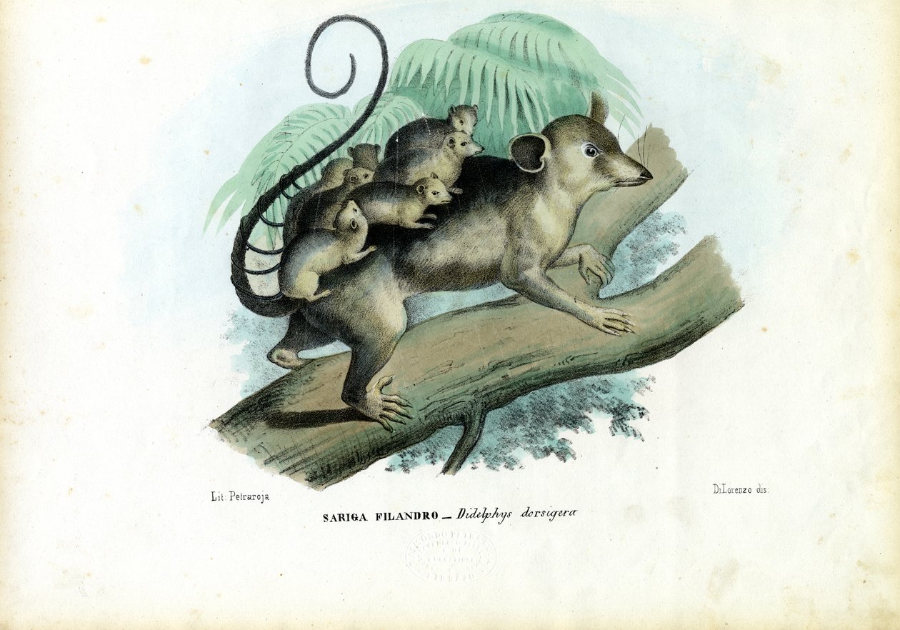 Opossum, 1863-79 tekijältä Raimundo Petraroja