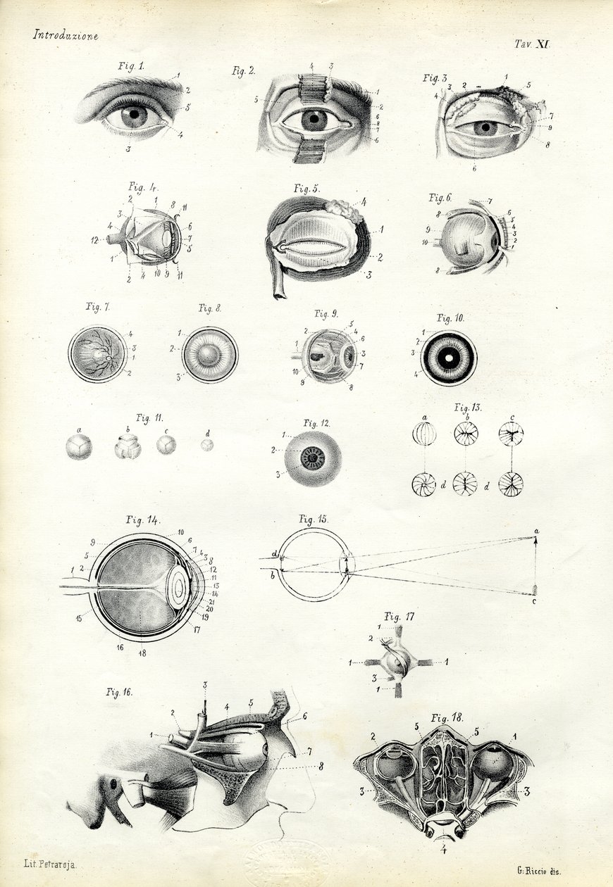 Näköelimet, 1863-79 tekijältä Raimundo Petraroja