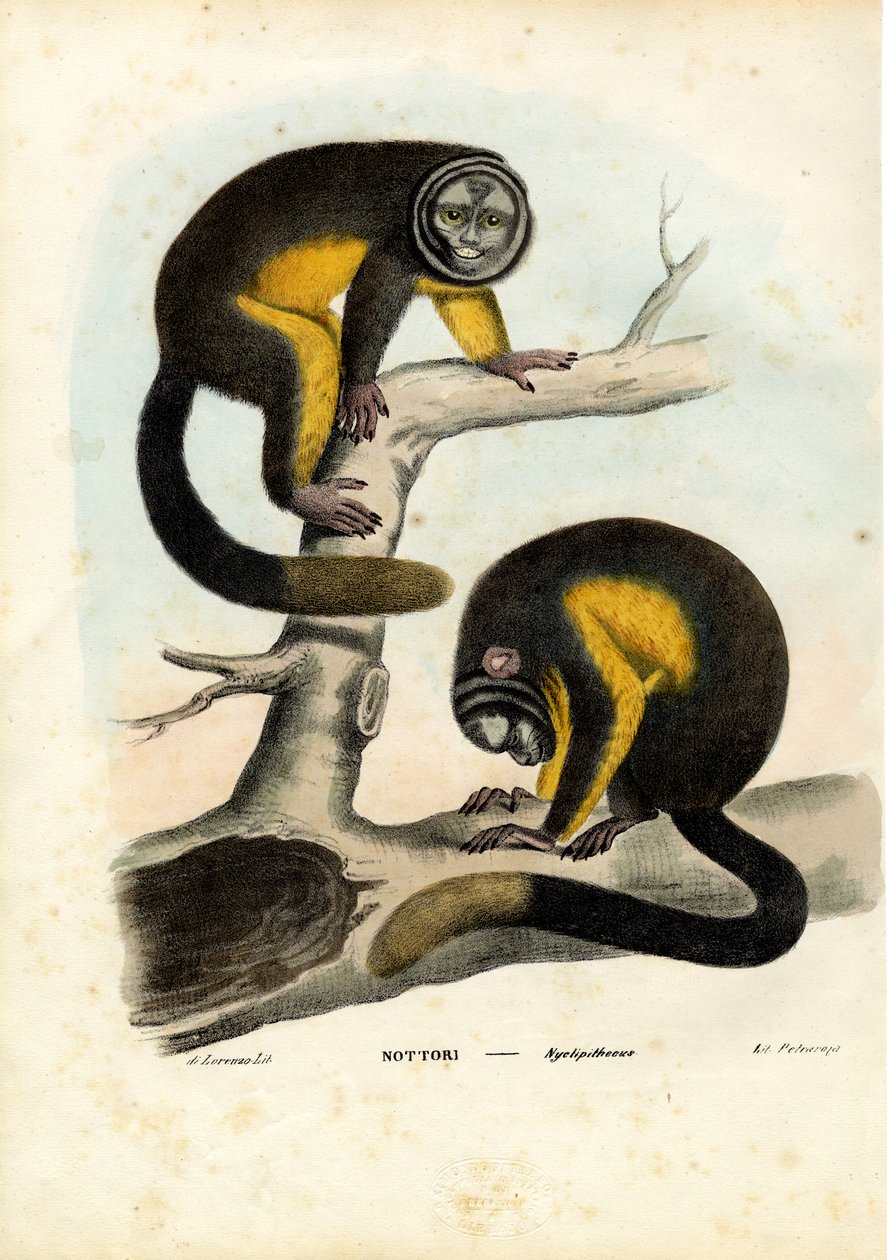 Pöllöapina, 1863-79 tekijältä Raimundo Petraroja