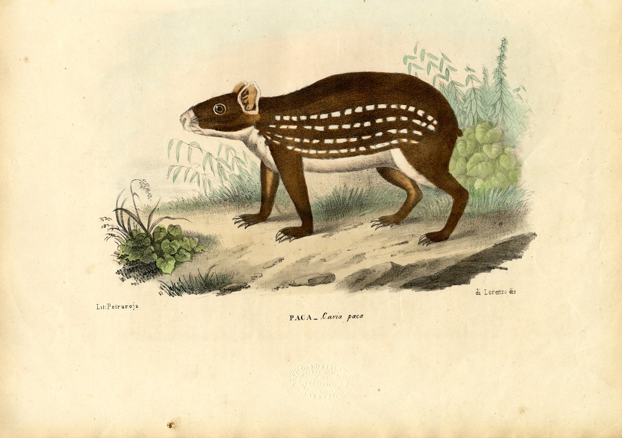 Paca, 1863-79 tekijältä Raimundo Petraroja
