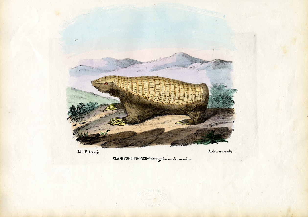 Vaaleanpunainen keiju armadillo, 1863-79 tekijältä Raimundo Petraroja