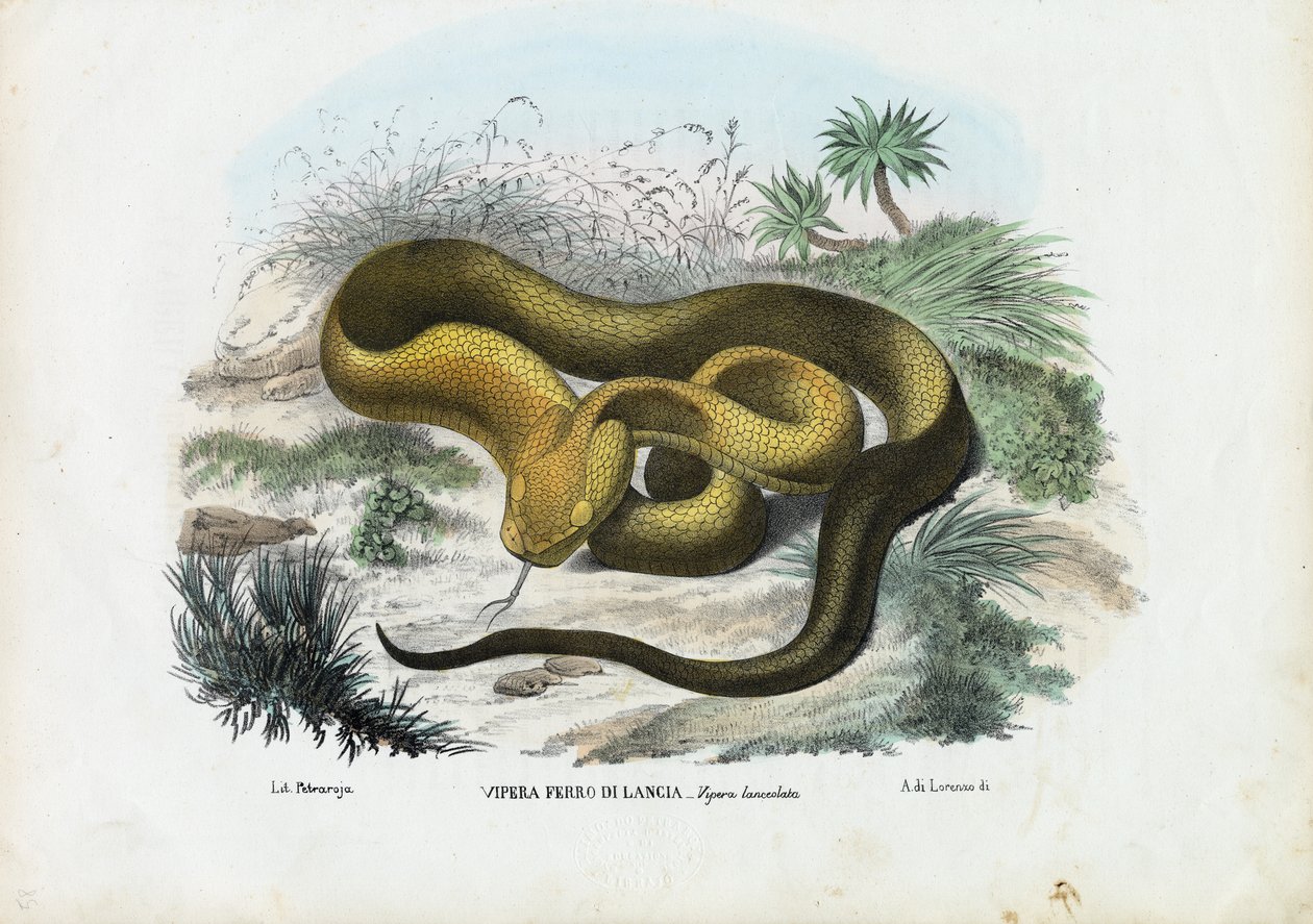 Pit Viper, 1863-79 tekijältä Raimundo Petraroja