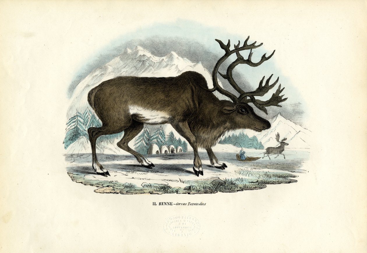 Poro, 1863-79 tekijältä Raimundo Petraroja