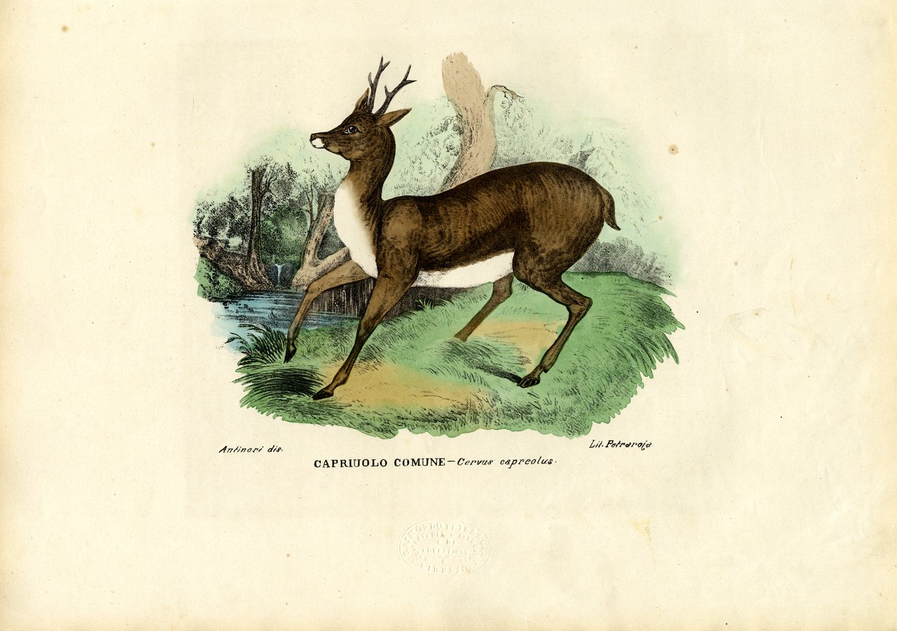 Metsäkauris, 1863-79 tekijältä Raimundo Petraroja