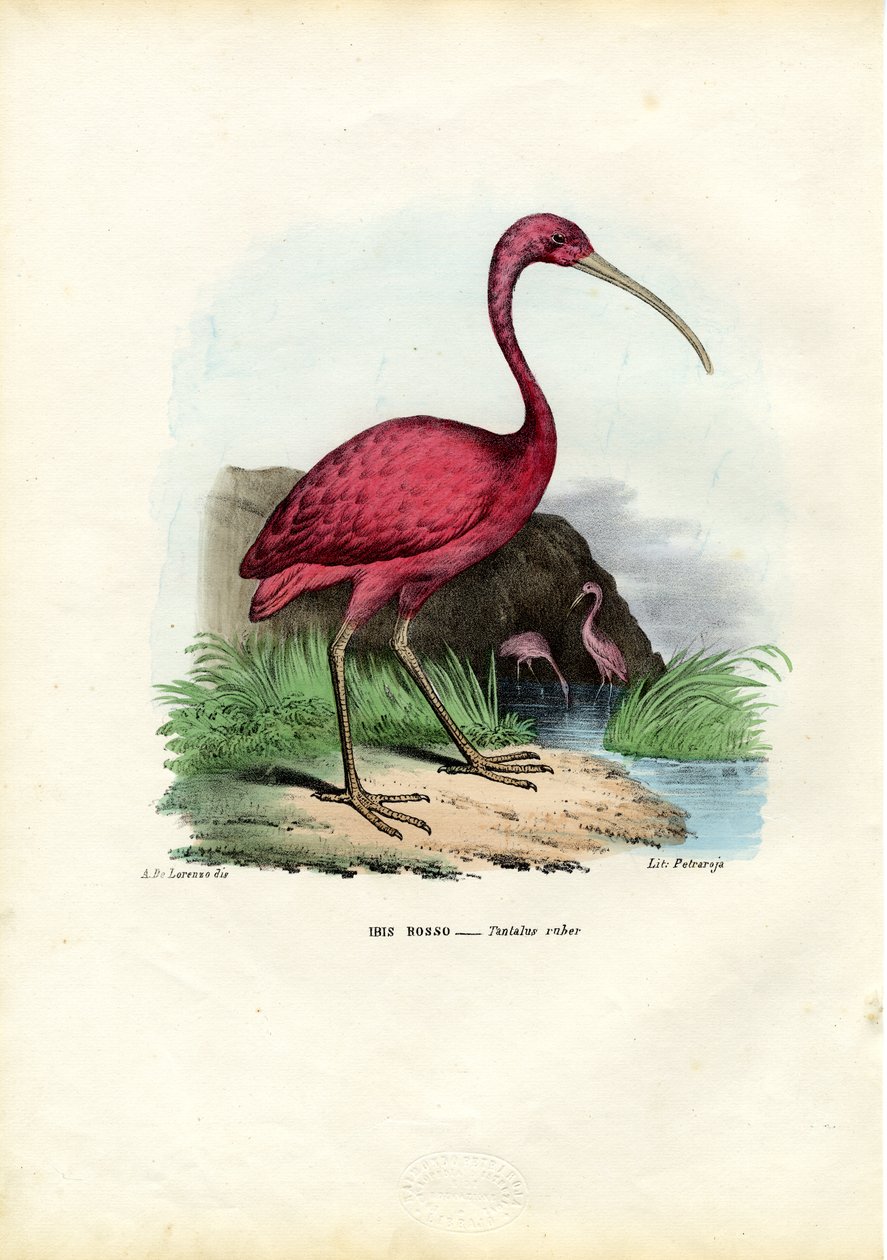 Scarlet Ibis, 1863-79 tekijältä Raimundo Petraroja