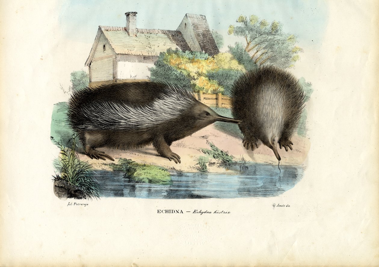 Lyhytnokkainen Echidna, 1863-79 tekijältä Raimundo Petraroja