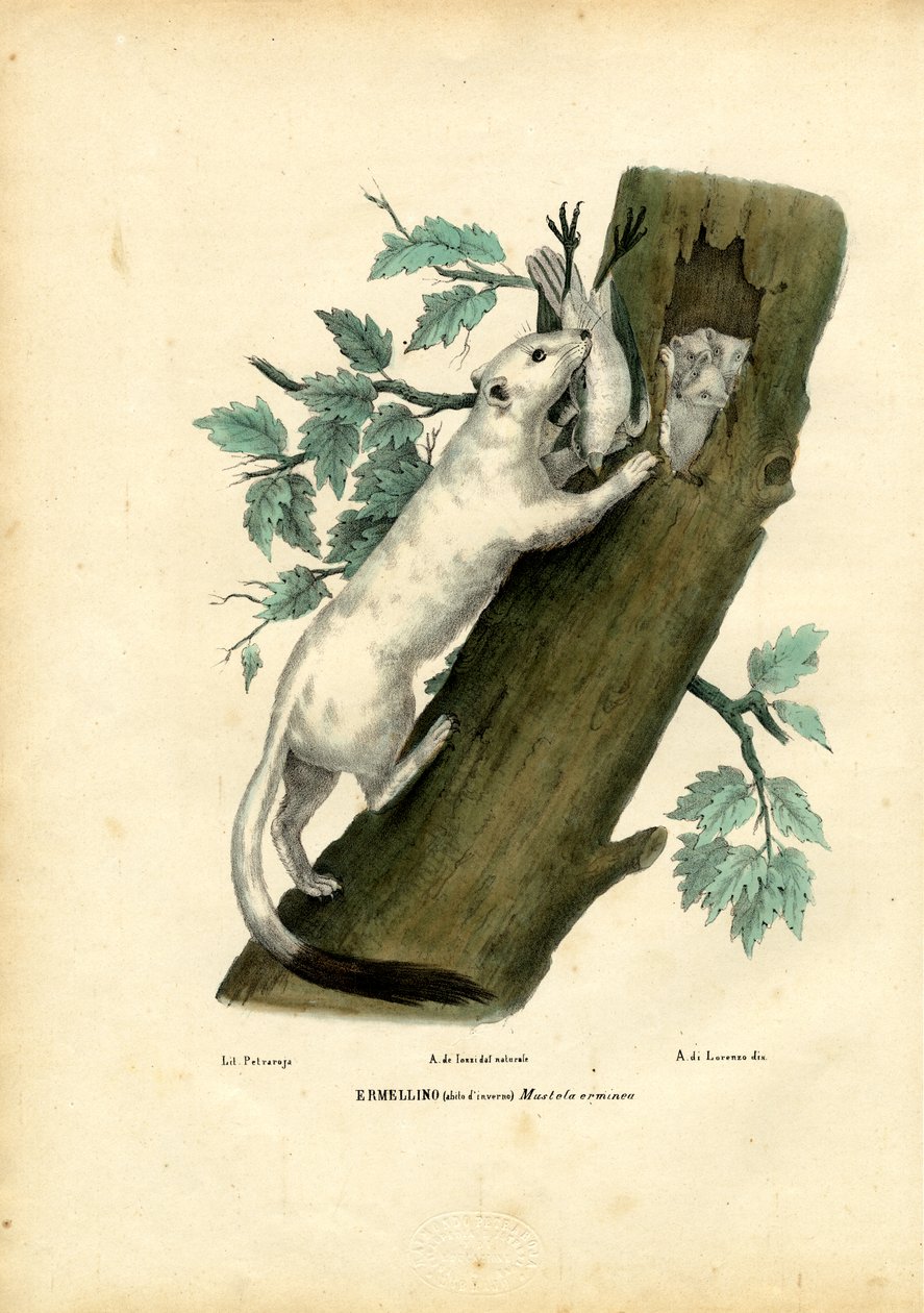 Lyhytpyrstö, 1863-79 tekijältä Raimundo Petraroja