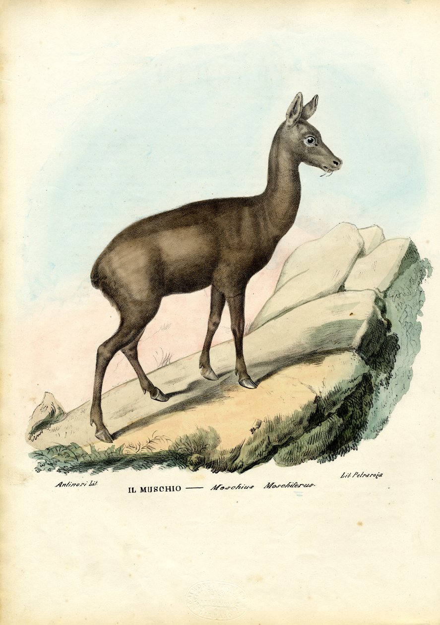 Siperian myskipeura, 1863-79 tekijältä Raimundo Petraroja