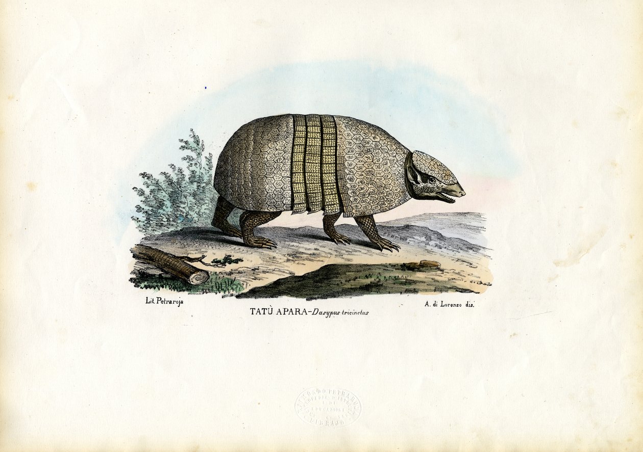 Eteläinen kolmikaistainen armadillo, 1863-79 tekijältä Raimundo Petraroja