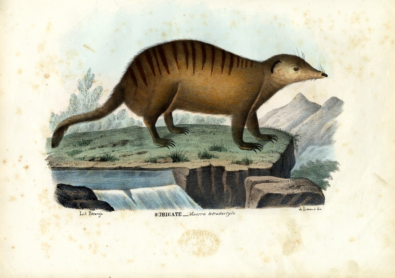 Suricate, 1863-79 tekijältä Raimundo Petraroja