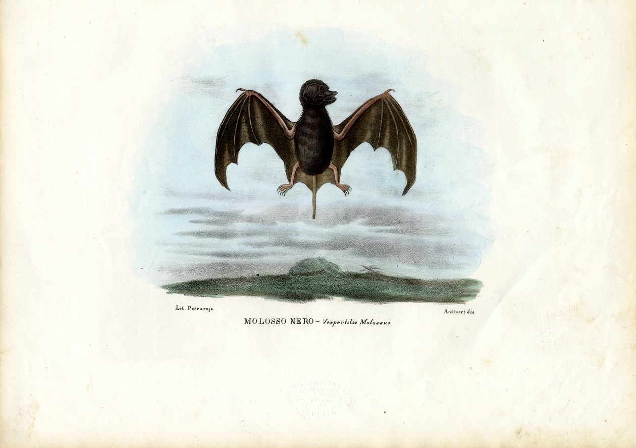 Samettinen vapaapyrstölepakko, 1863-79 tekijältä Raimundo Petraroja