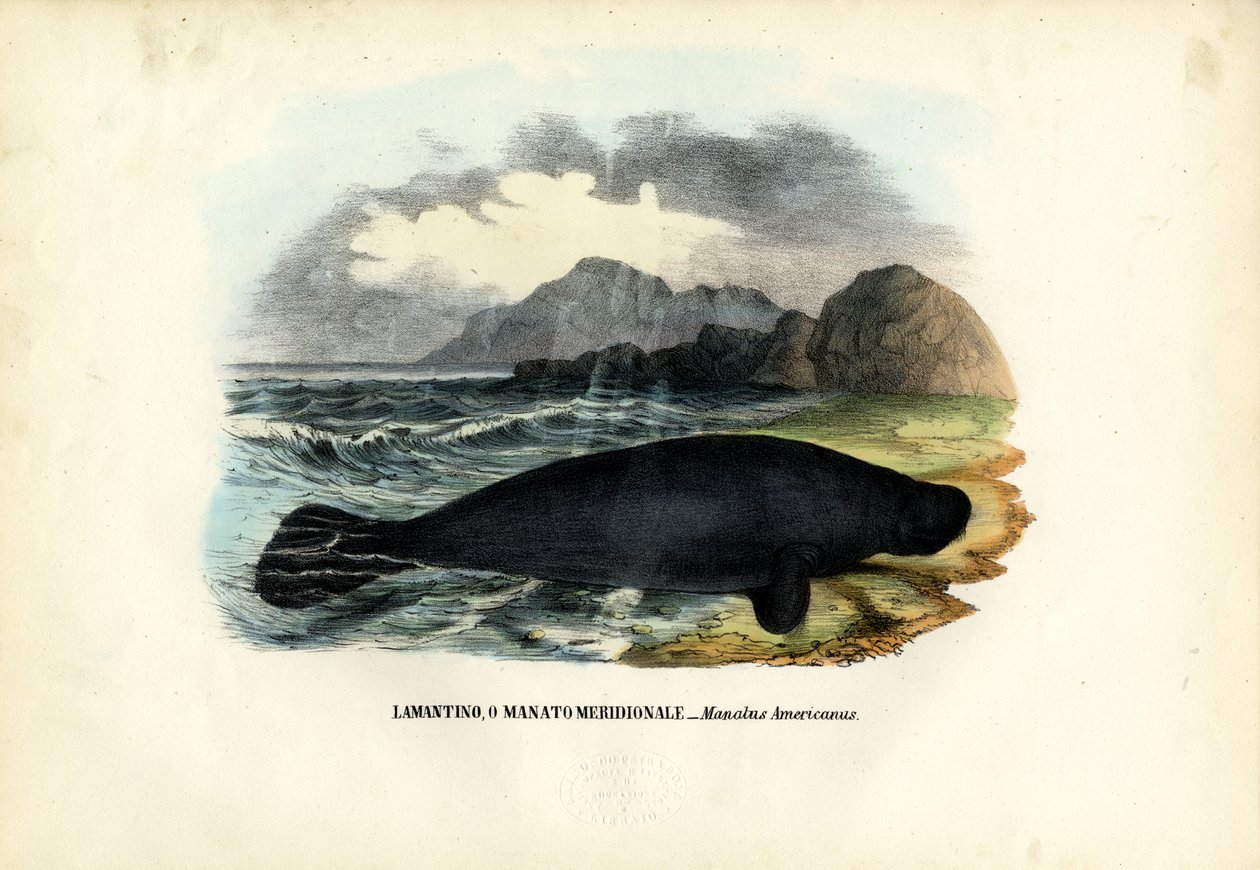 Länsi-Intian manaatti, 1863-79 tekijältä Raimundo Petraroja