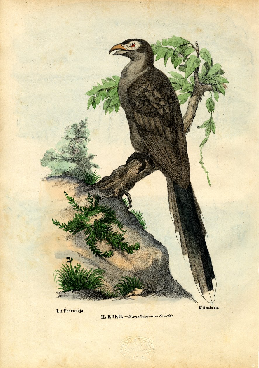 Keltakäki, 1863-79 tekijältä Raimundo Petraroja
