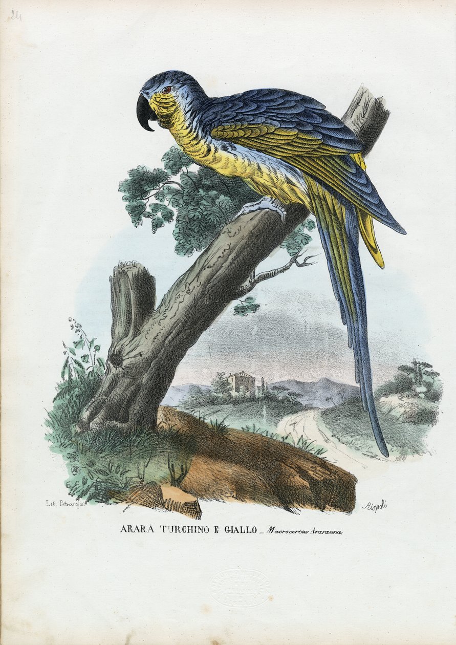 Sini-keltainen ara, 1863-79 tekijältä Raimundo Petraroja