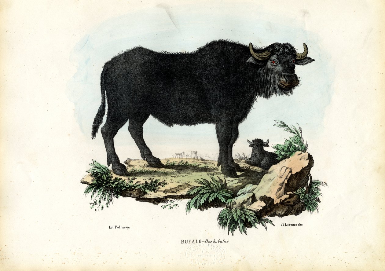 Buffalo, 1863-79 tekijältä Raimundo Petraroja