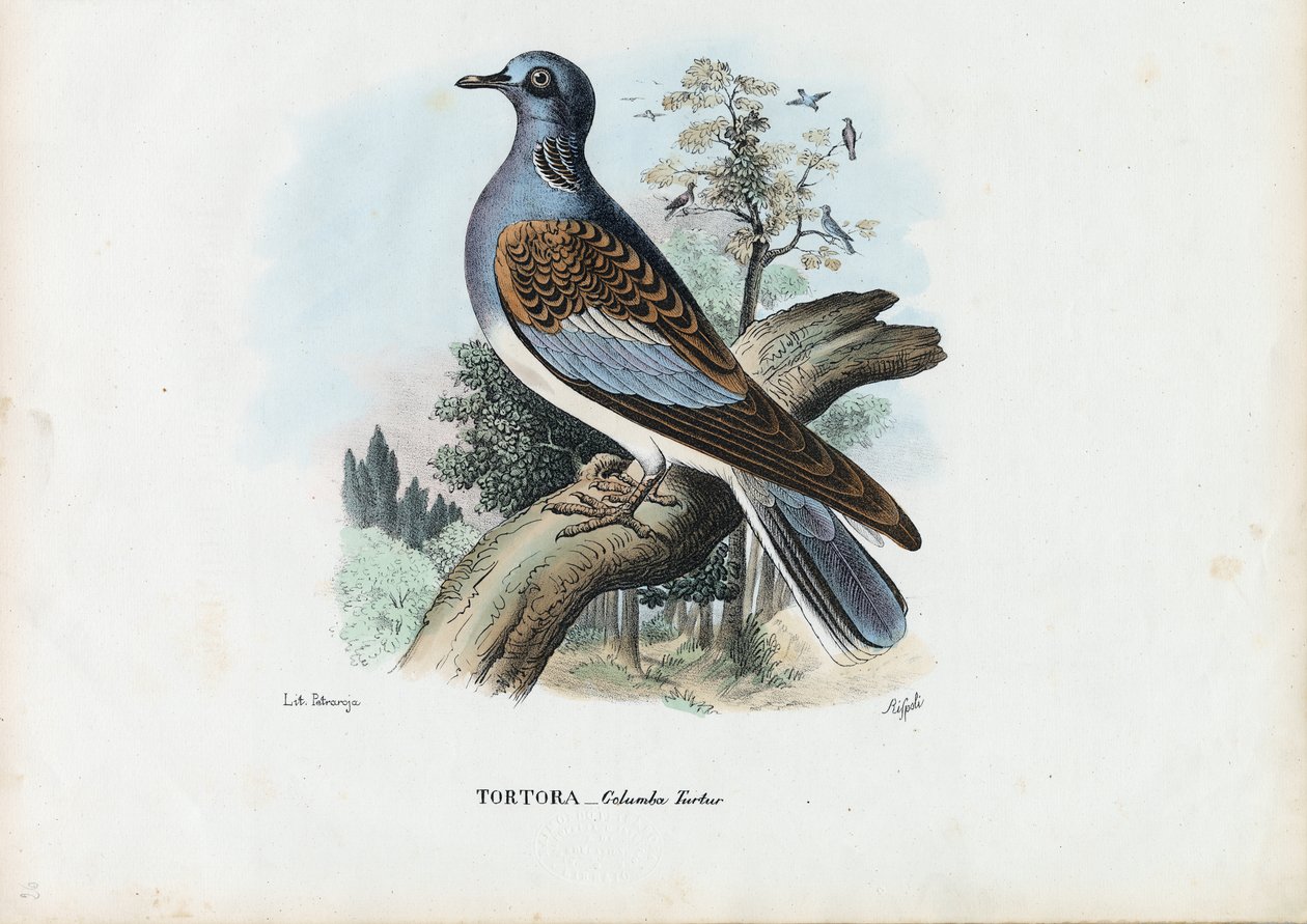Euroopan Turtle Dove, 1863-79 tekijältä Raimundo Petraroja