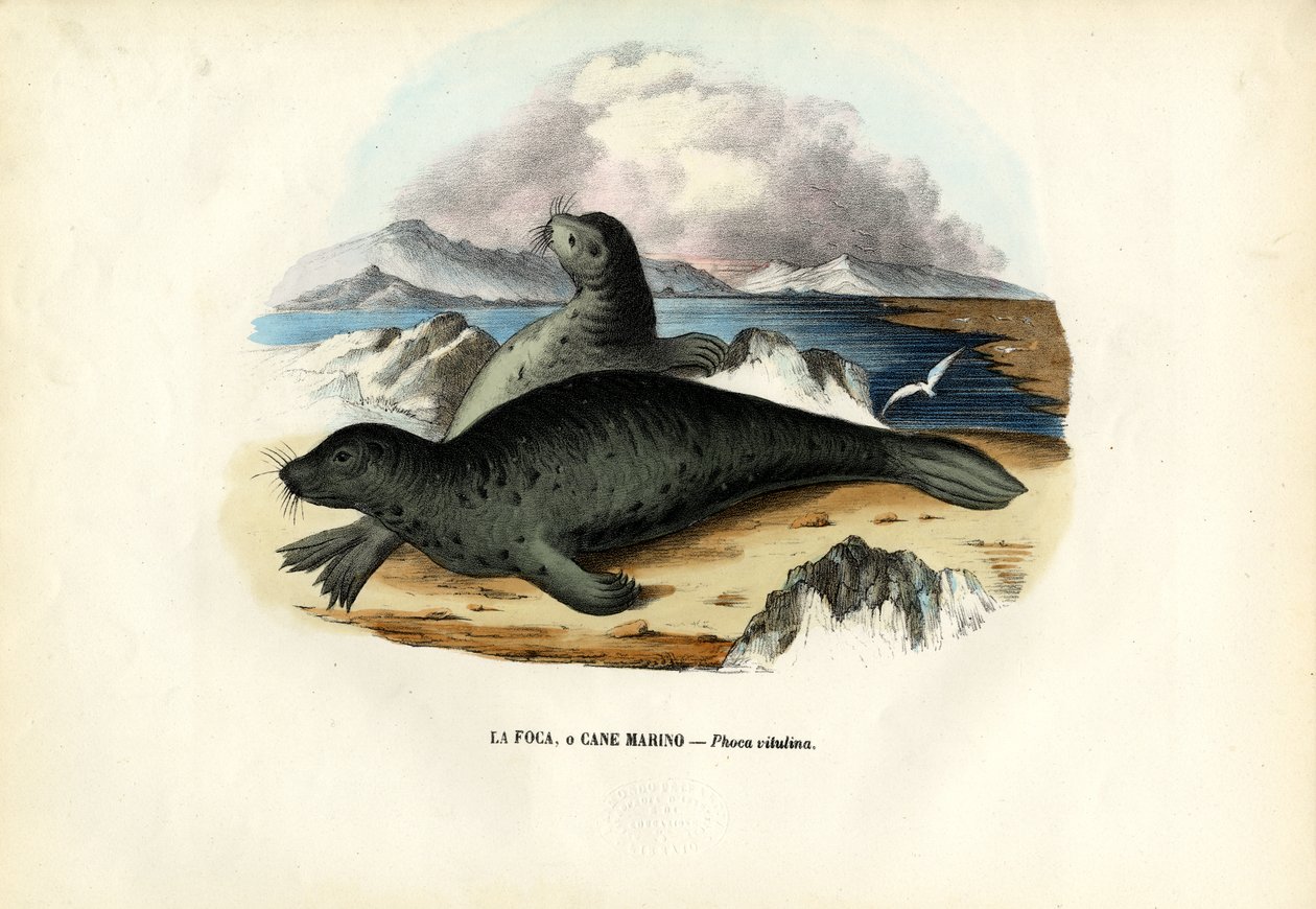 Harbour Seal, 1863-79 tekijältä Raimundo Petraroja