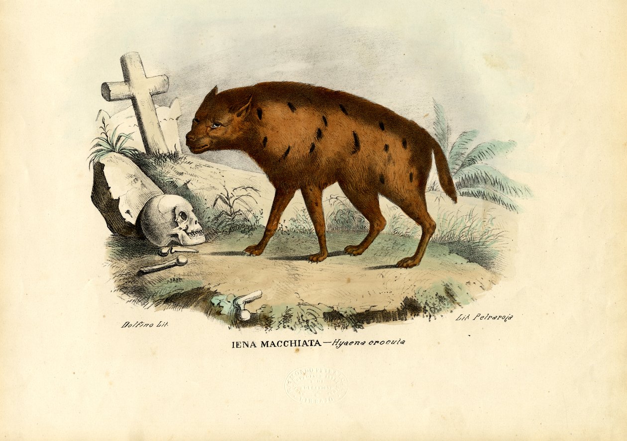 Naurava hyena, 1863-79 tekijältä Raimundo Petraroja