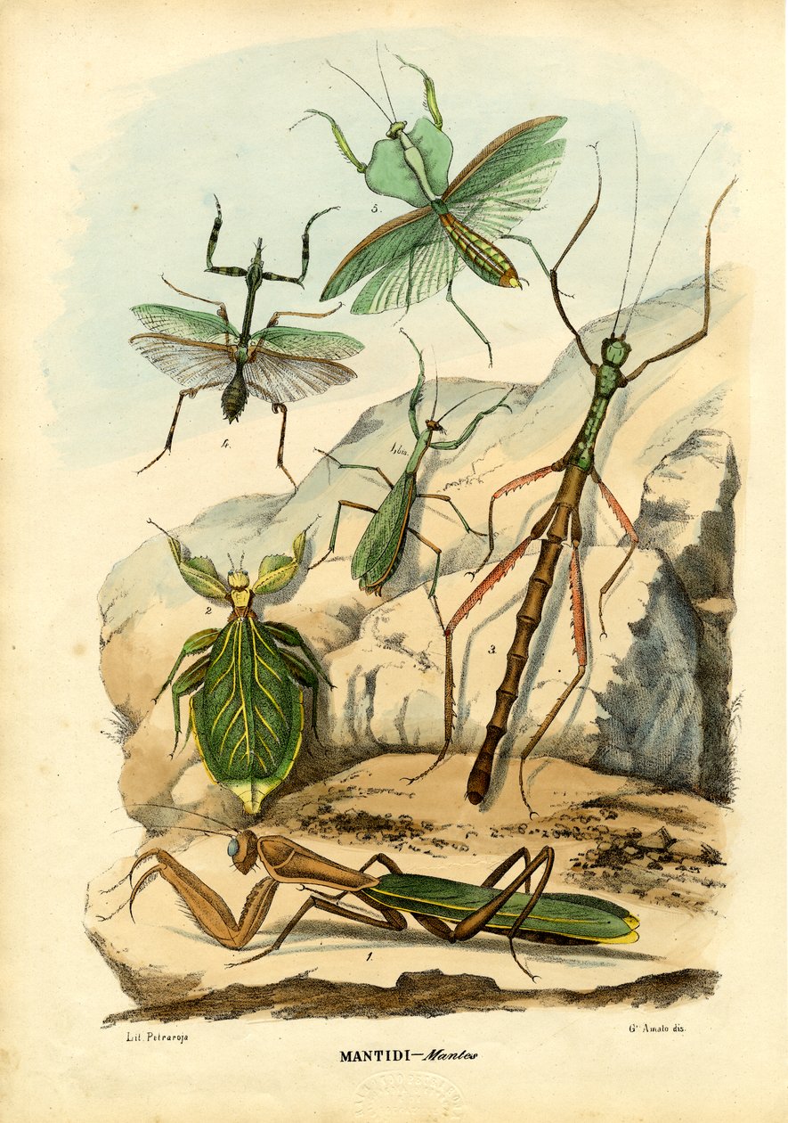 Lehtihyönteinen, 1863-79 tekijältä Raimundo Petraroja