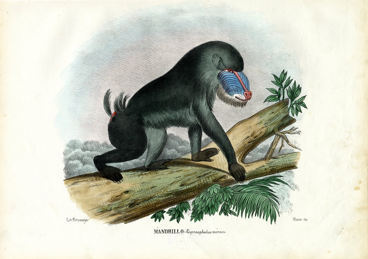 Mandrill, 1863-79 tekijältä Raimundo Petraroja