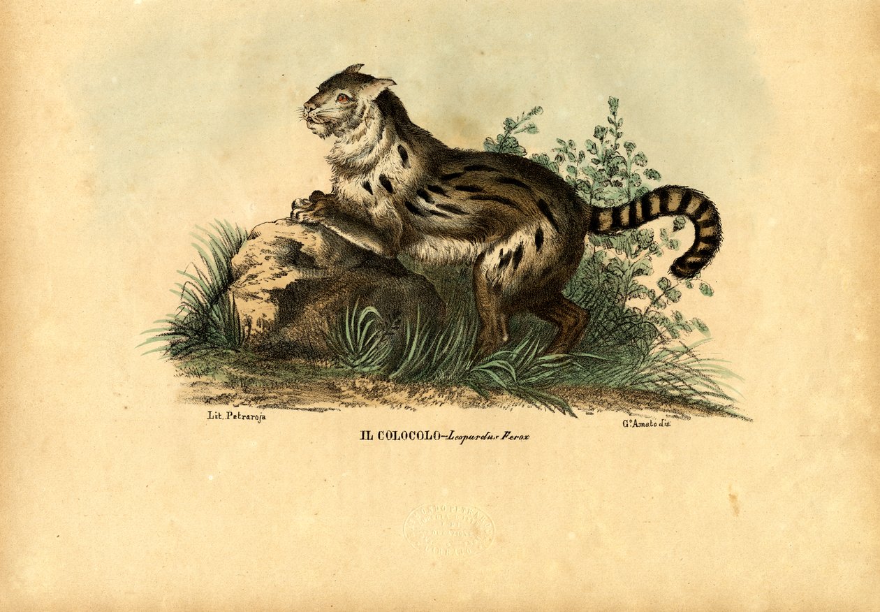 Pampaskissa, 1863-79 tekijältä Raimundo Petraroja