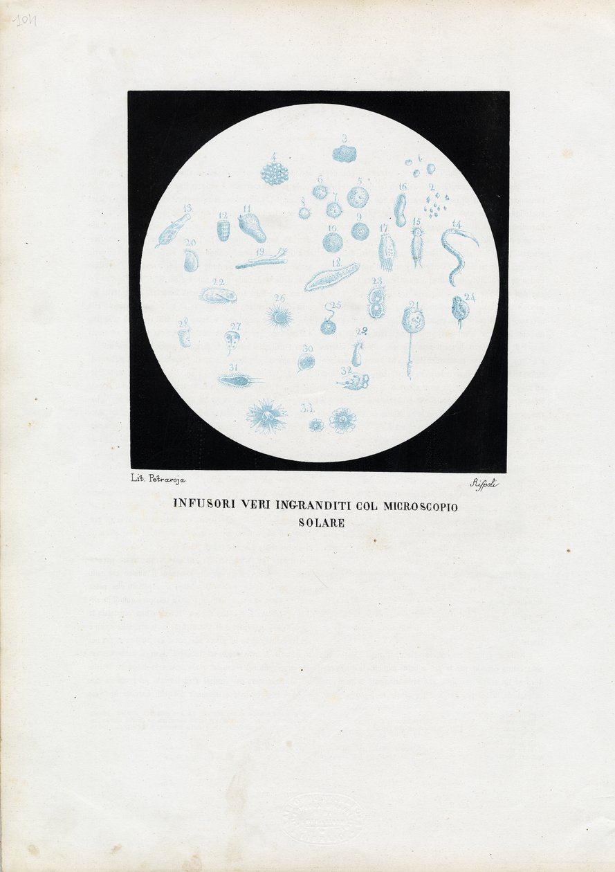 Pyöräeläin, 1863-79 tekijältä Raimundo Petraroja