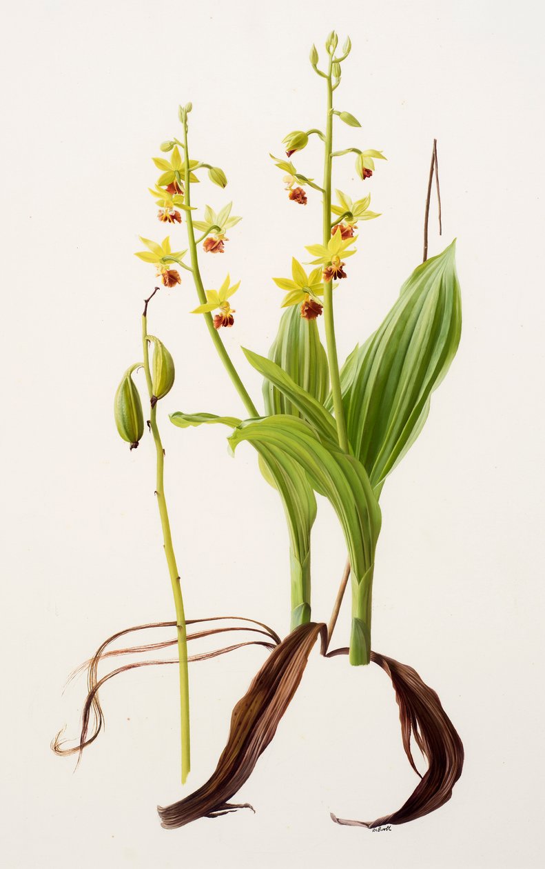 Calanthe tricarinata (öljy paperille) tekijältä Raymond Booth
