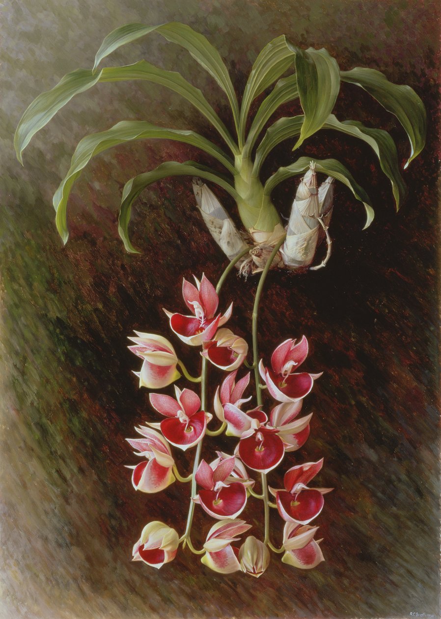 Catasetum pileatum 