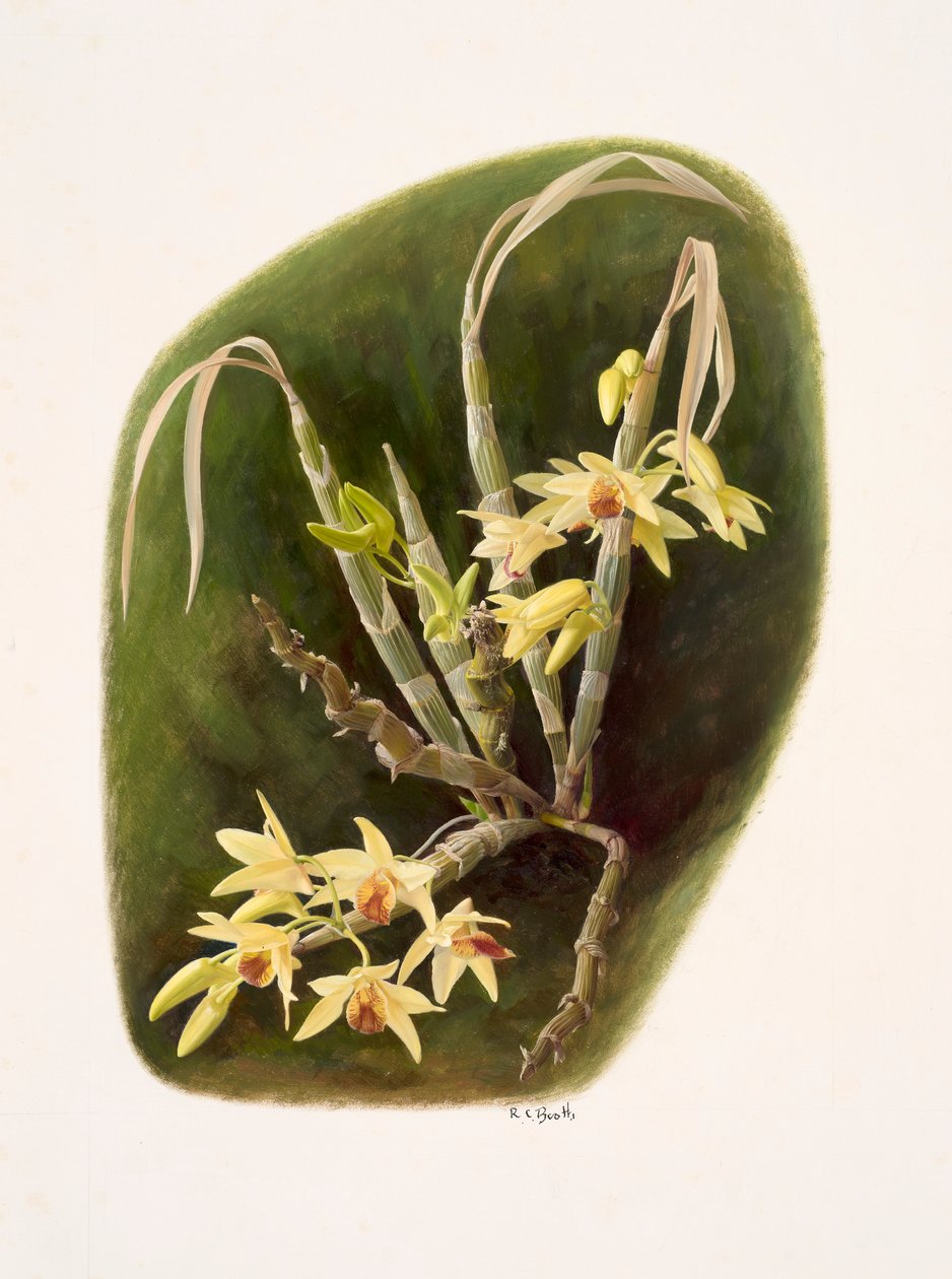 Dendrolium aureum (öljy paperille) tekijältä Raymond Booth