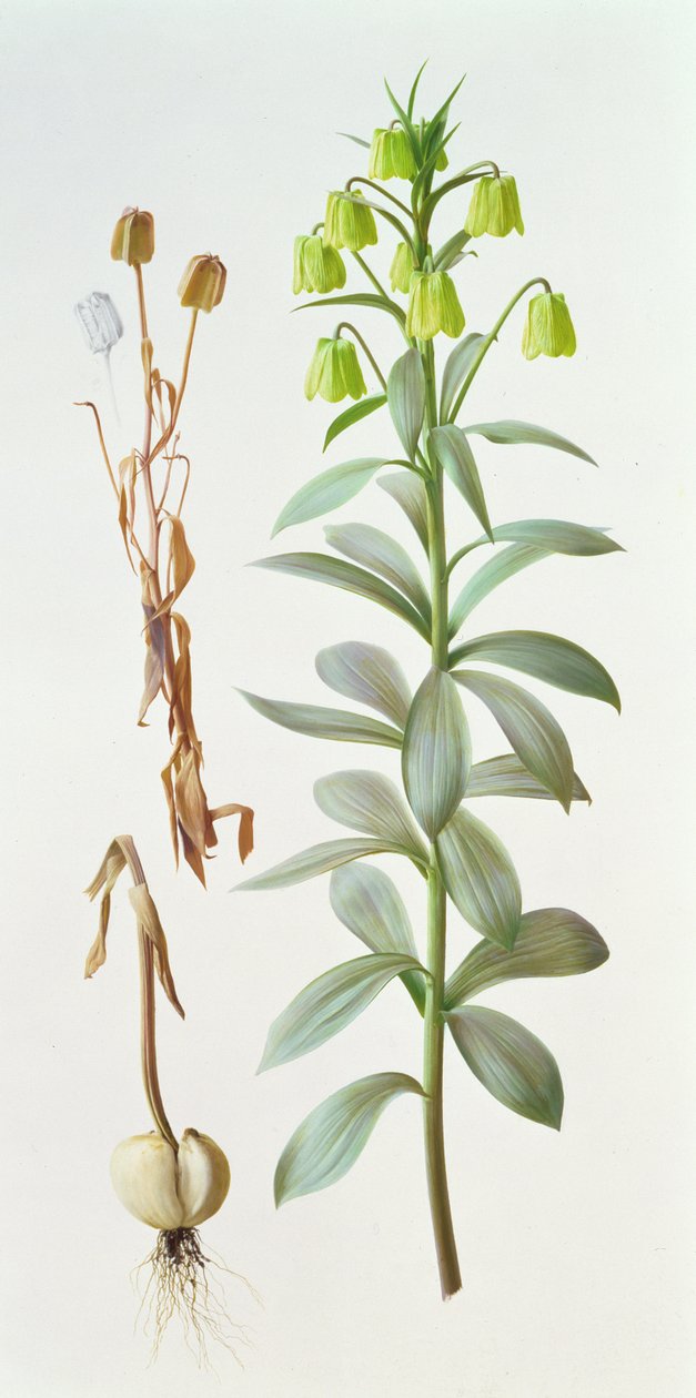 Fritillaria pallidiflora tekijältä Raymond Booth