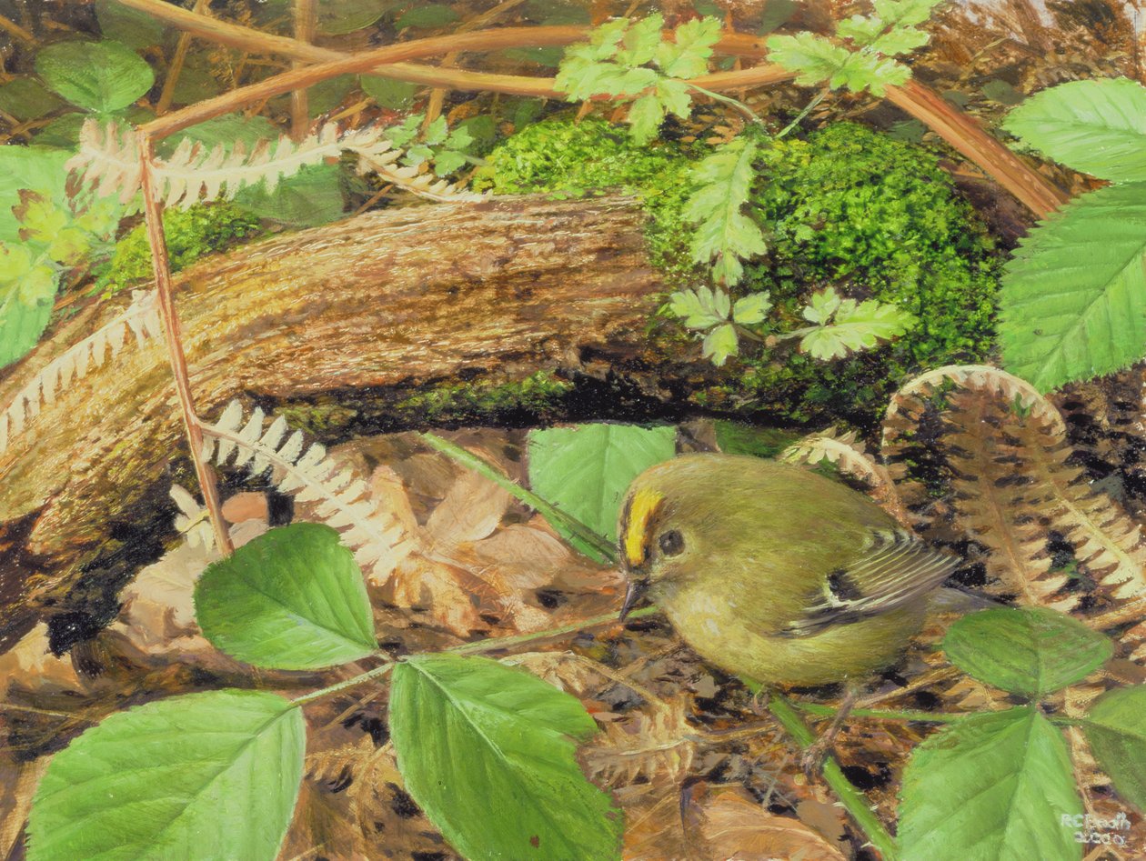 Gold Crest, 2000 (öljy laudalle) tekijältä Raymond Booth