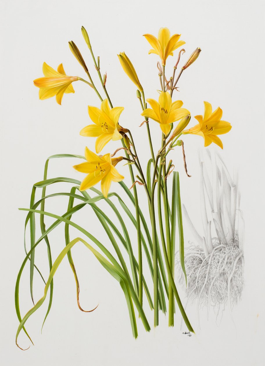 Hemerocallis dumortieri tekijältä Raymond Booth