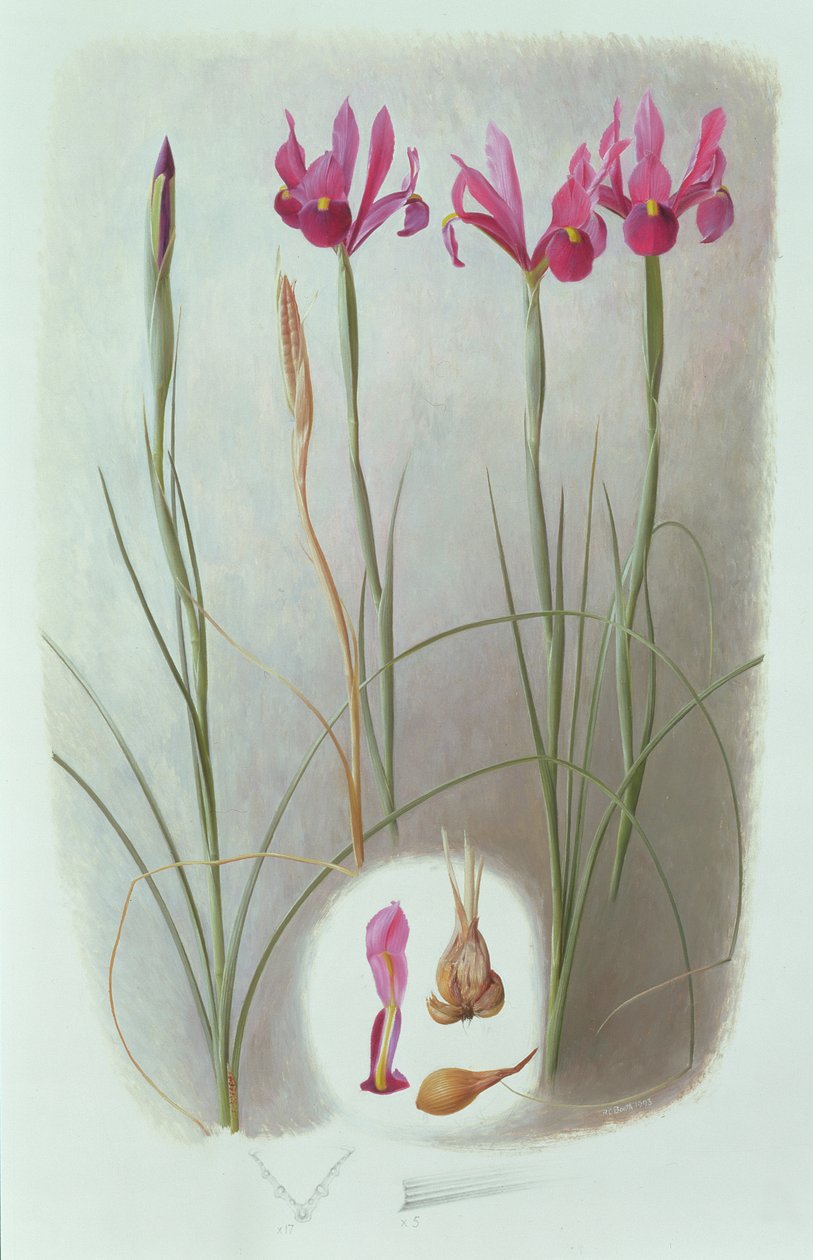 Iris filifolia tekijältä Raymond Booth