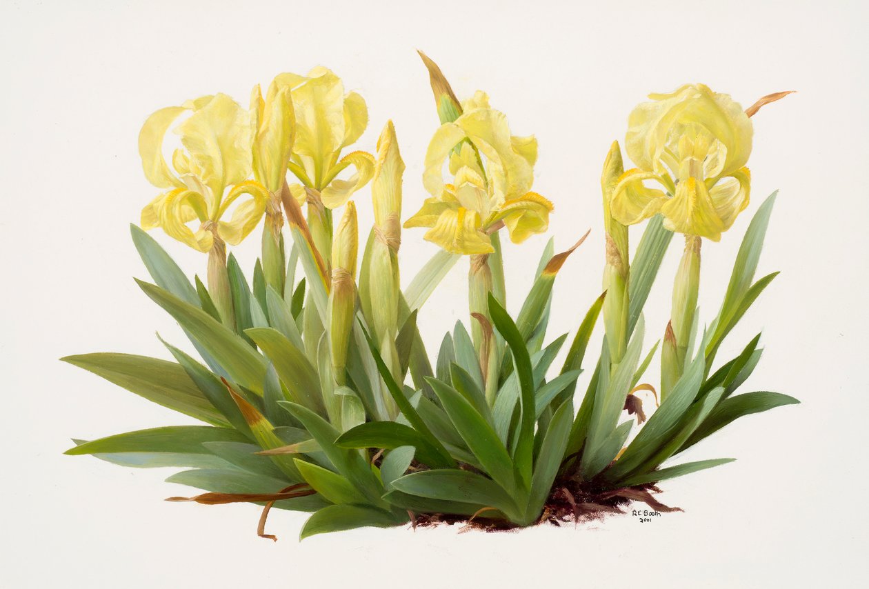 Iris lutescens (öljy paperille) tekijältä Raymond Booth