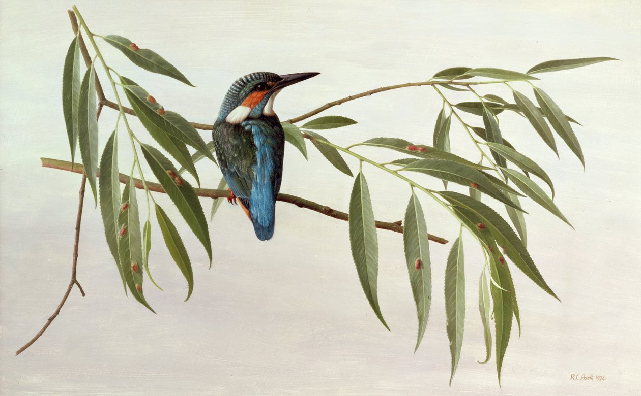Kingfisher tekijältä Raymond Booth