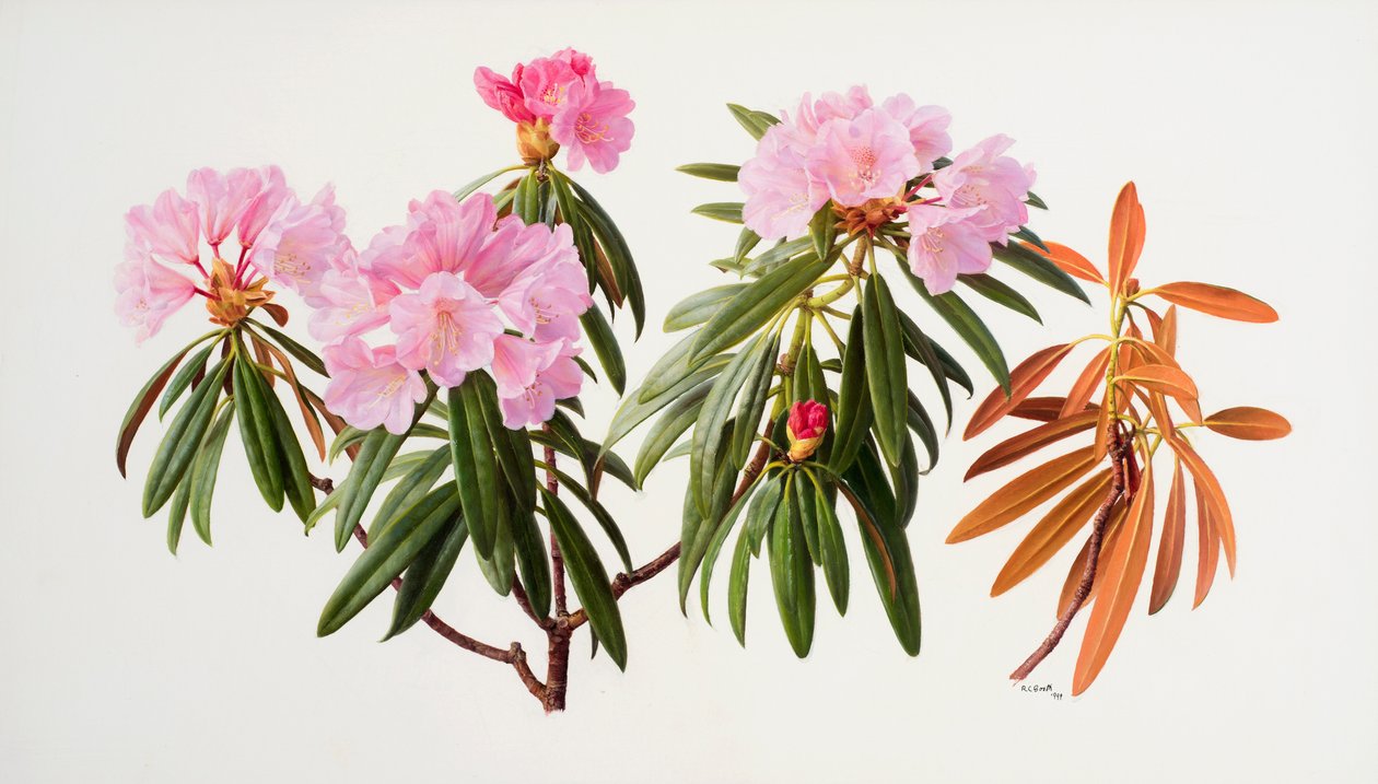 Rhododendronit tekijältä Raymond Booth