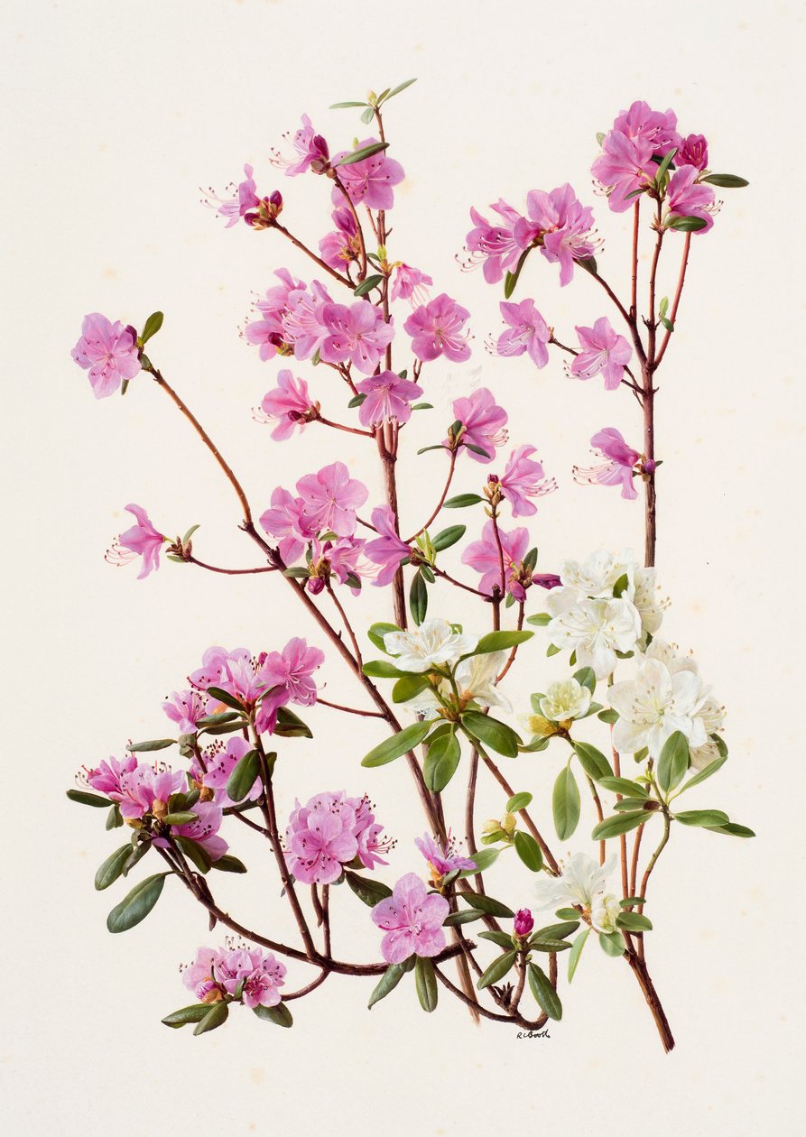Rhododendron dauricum (öljy paperille) tekijältä Raymond Booth