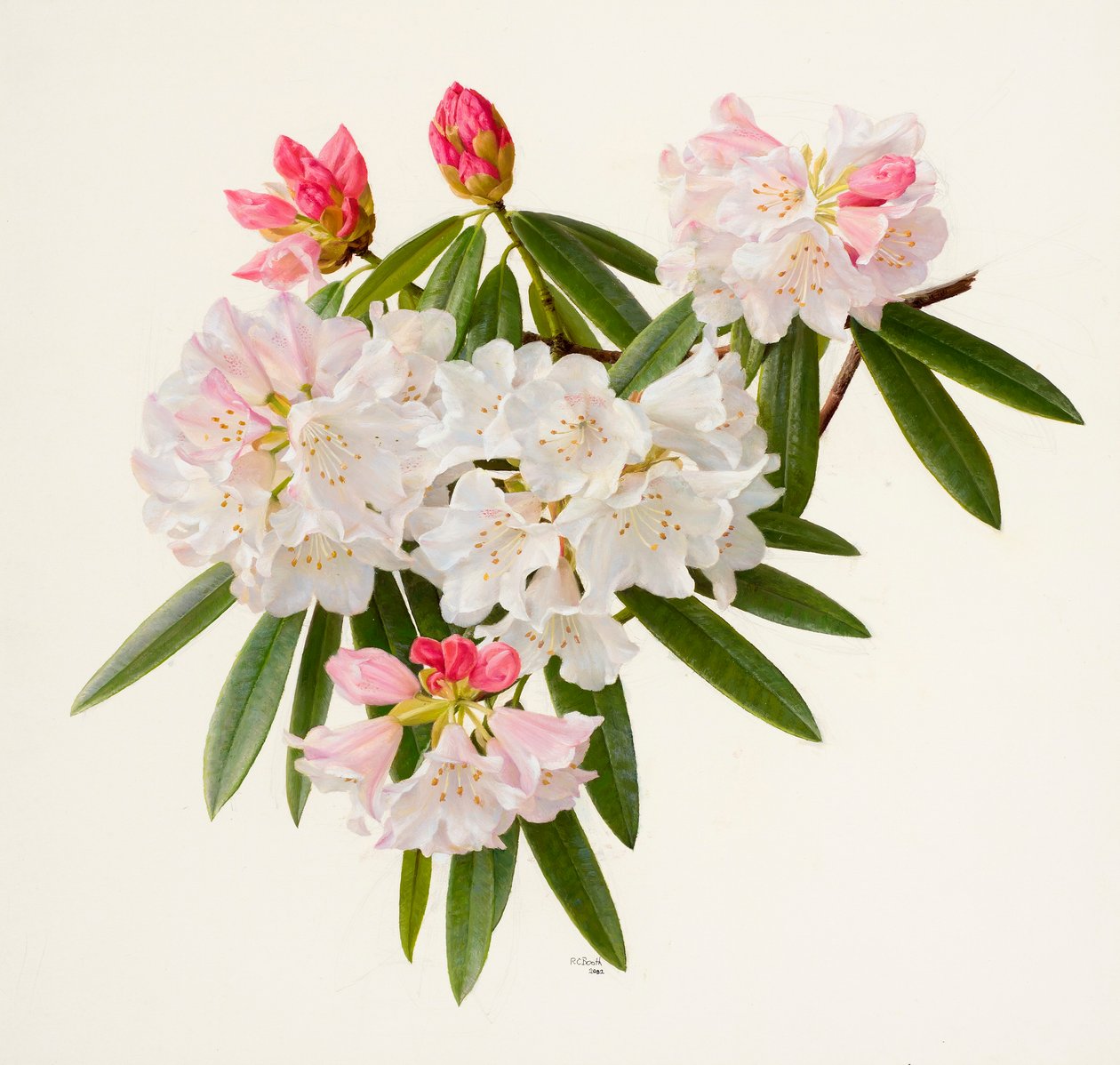 Rhododendron morii (öljy paperille) tekijältä Raymond Booth
