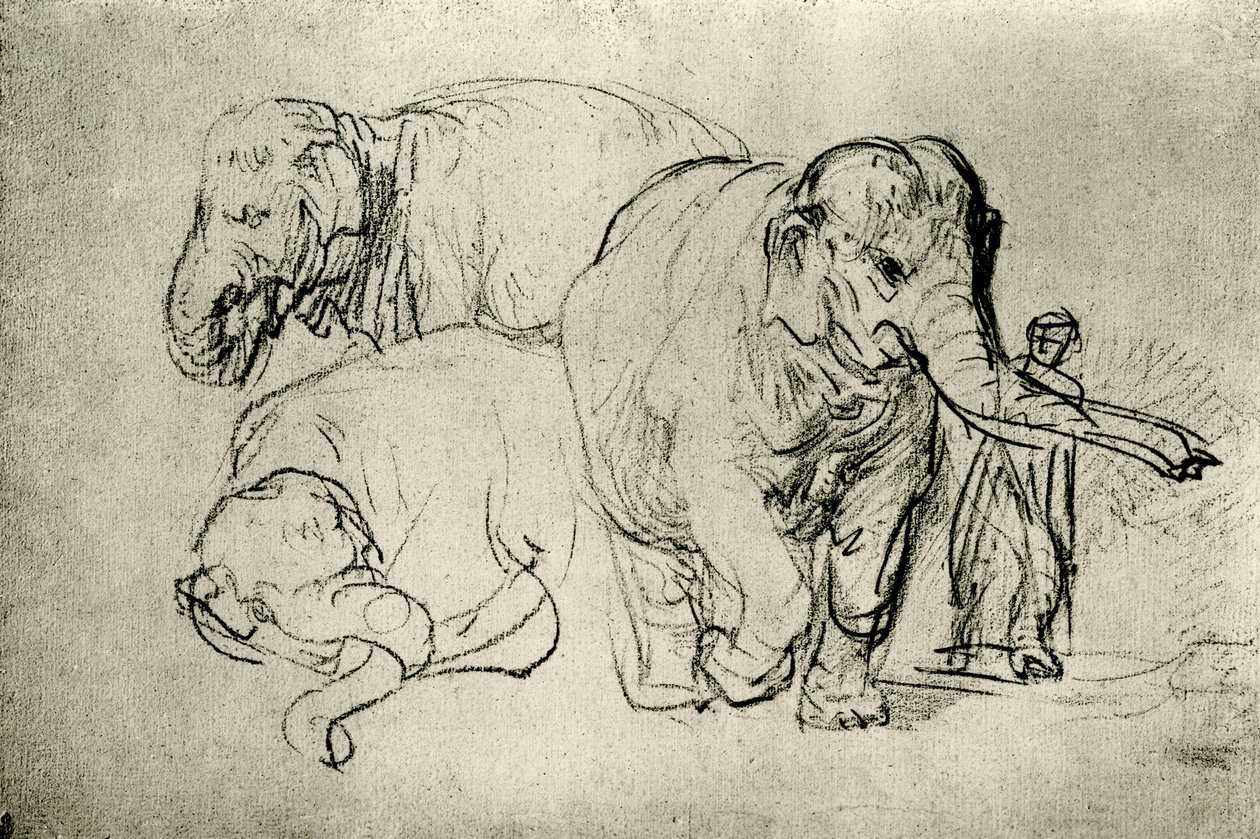 Norsujen tutkimus tekijältä Rembrandt van Rijn