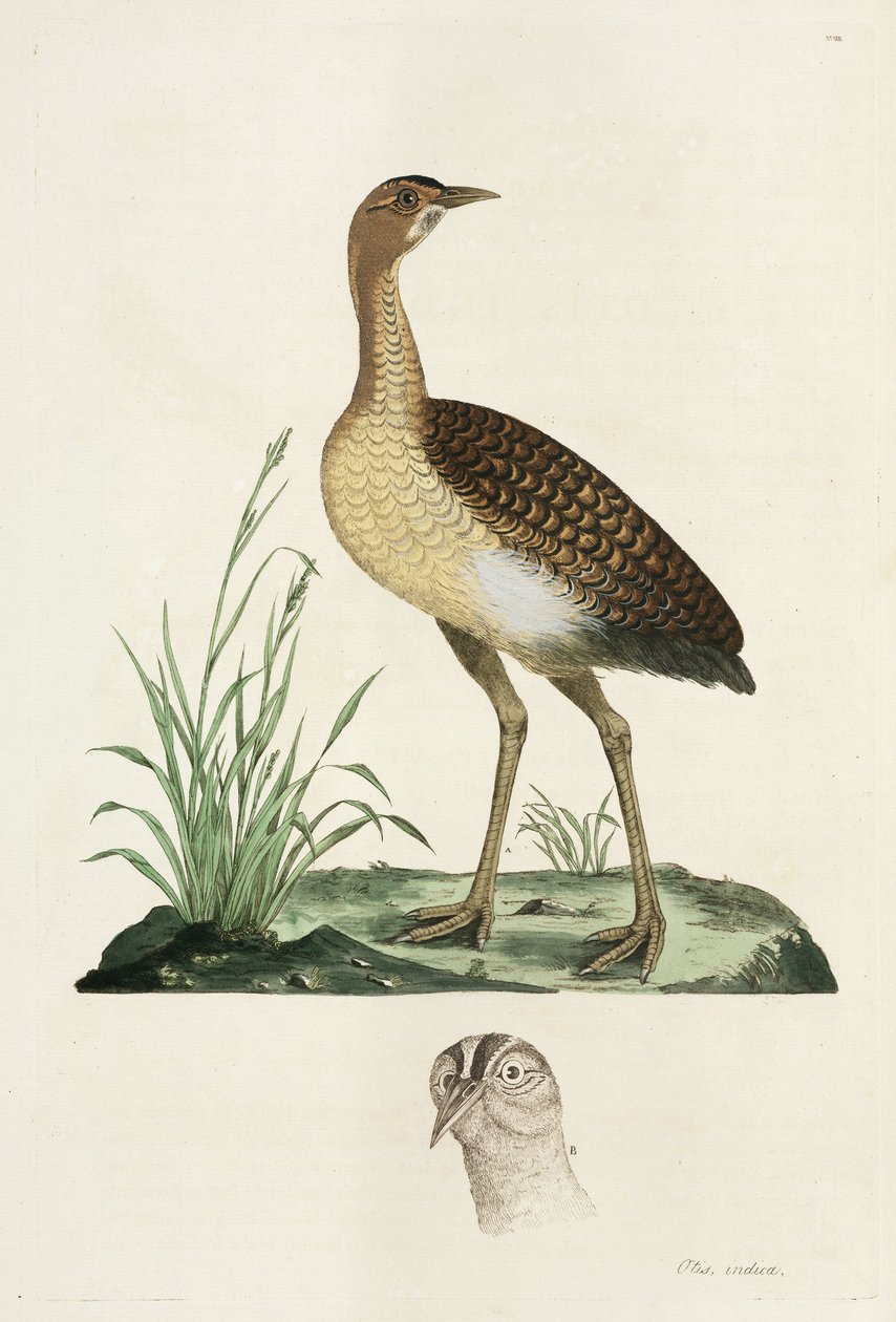 Bustard tekijältä John Pardon