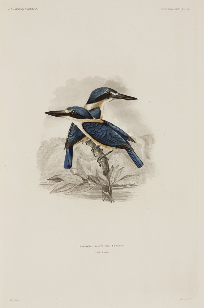 Kingfishers, Samoa tekijältä John Pardon