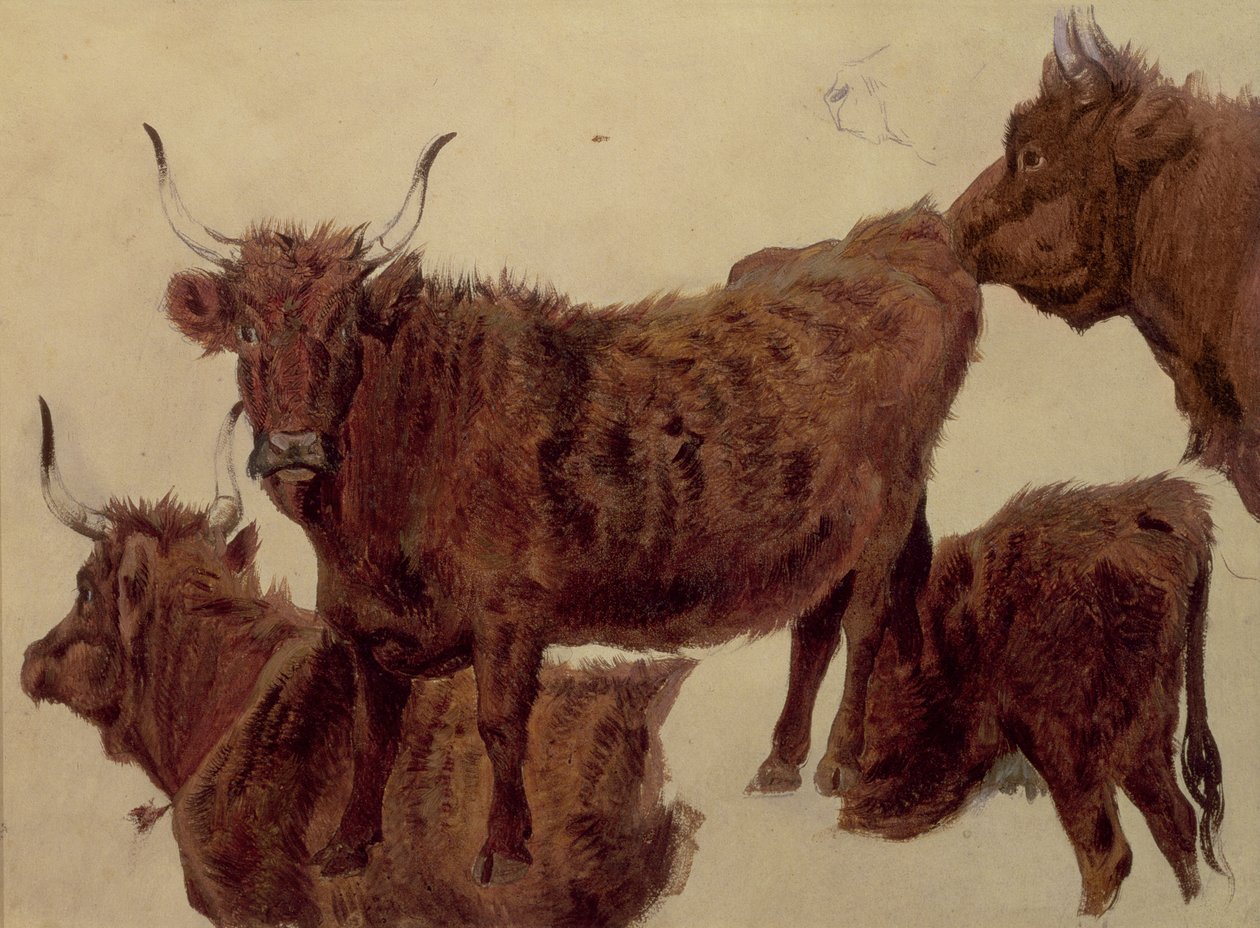 Tutkimuksia Highland Cattle (öljy paperille) tekijältä Richard Ansdell