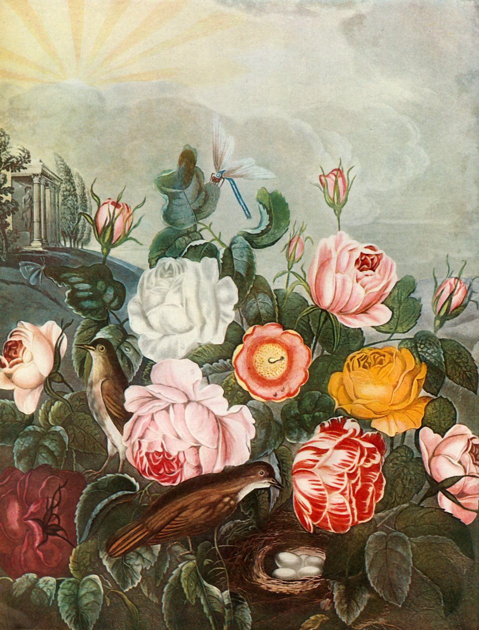 Roses, c1805, 1948. tekijältä Richard Earlom