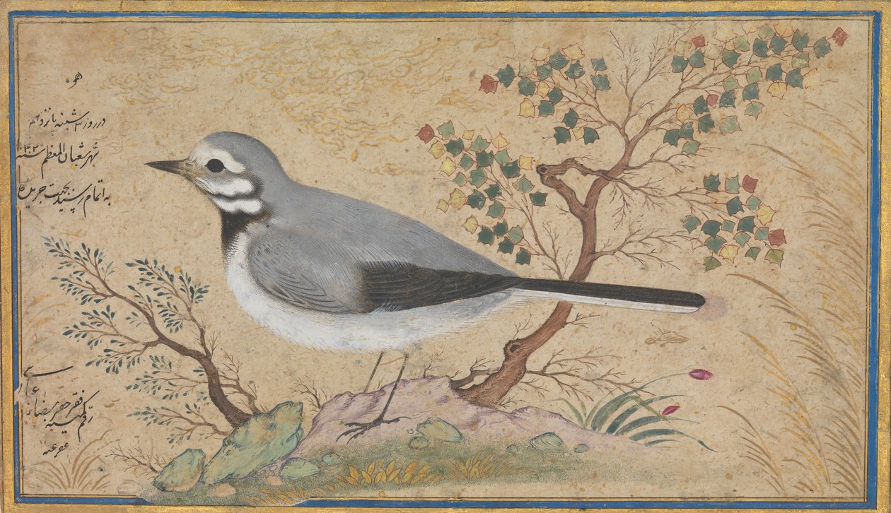 Study of a Bird, päivätty A.H. 1043a.D. 1634. tekijältä Riza
