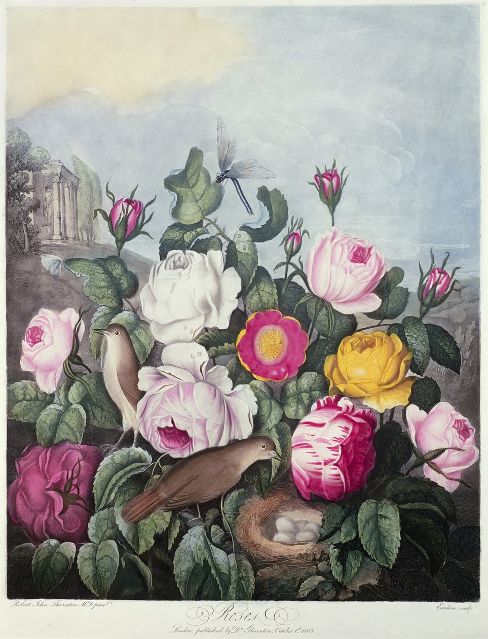 Ruusut, kaiverrus Earlom, Floran temppelistä, Robert Thornton, pubi. 1805 tekijältä Robert John Thornton