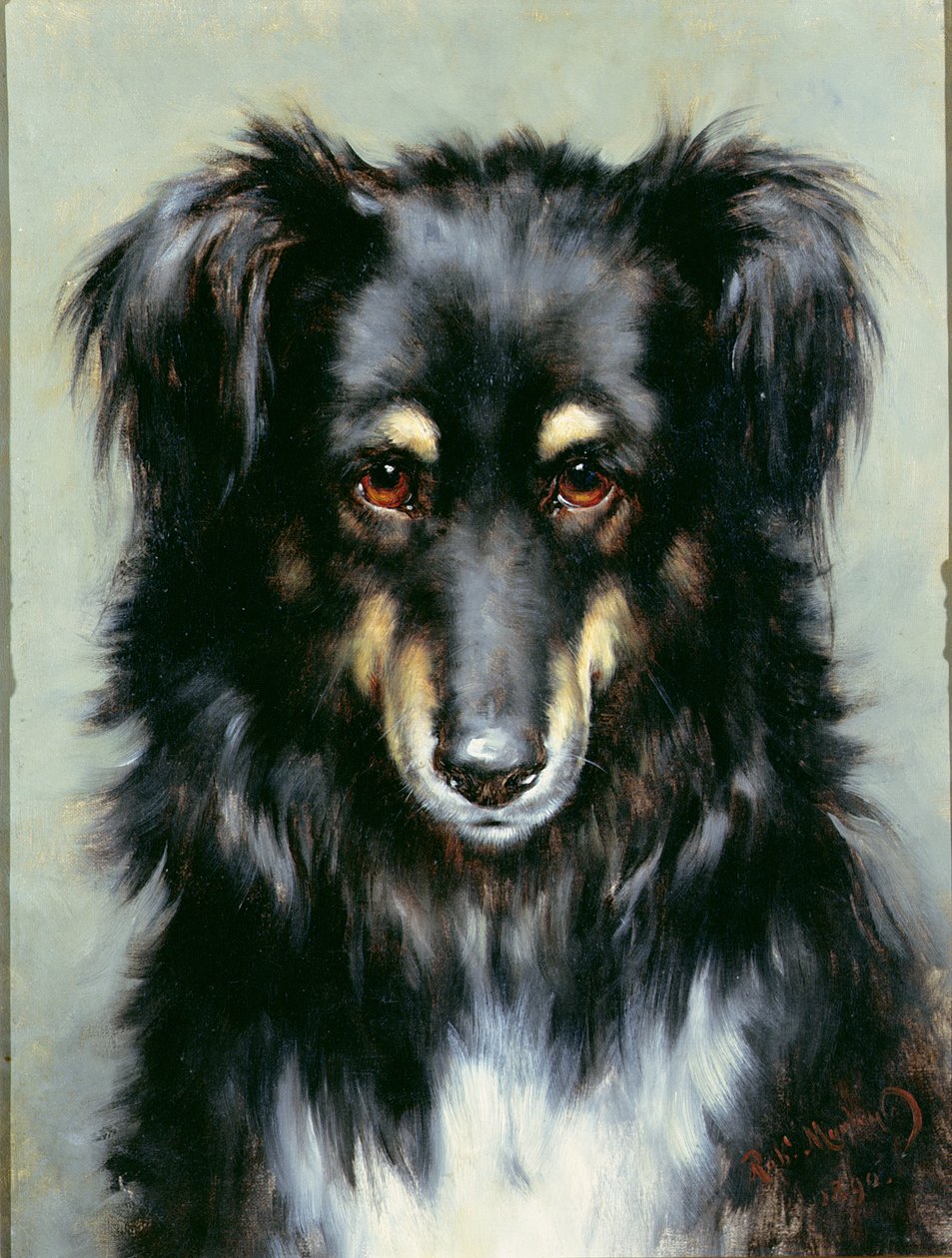 Mustatukkainen collie, 1890 tekijältä Robert Morley