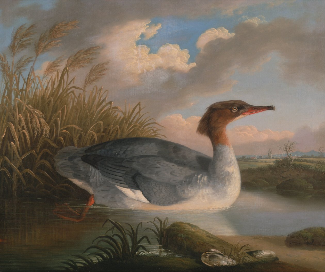 Dun Diver (Goosander) tekijältä Robert Wilkinson Padley