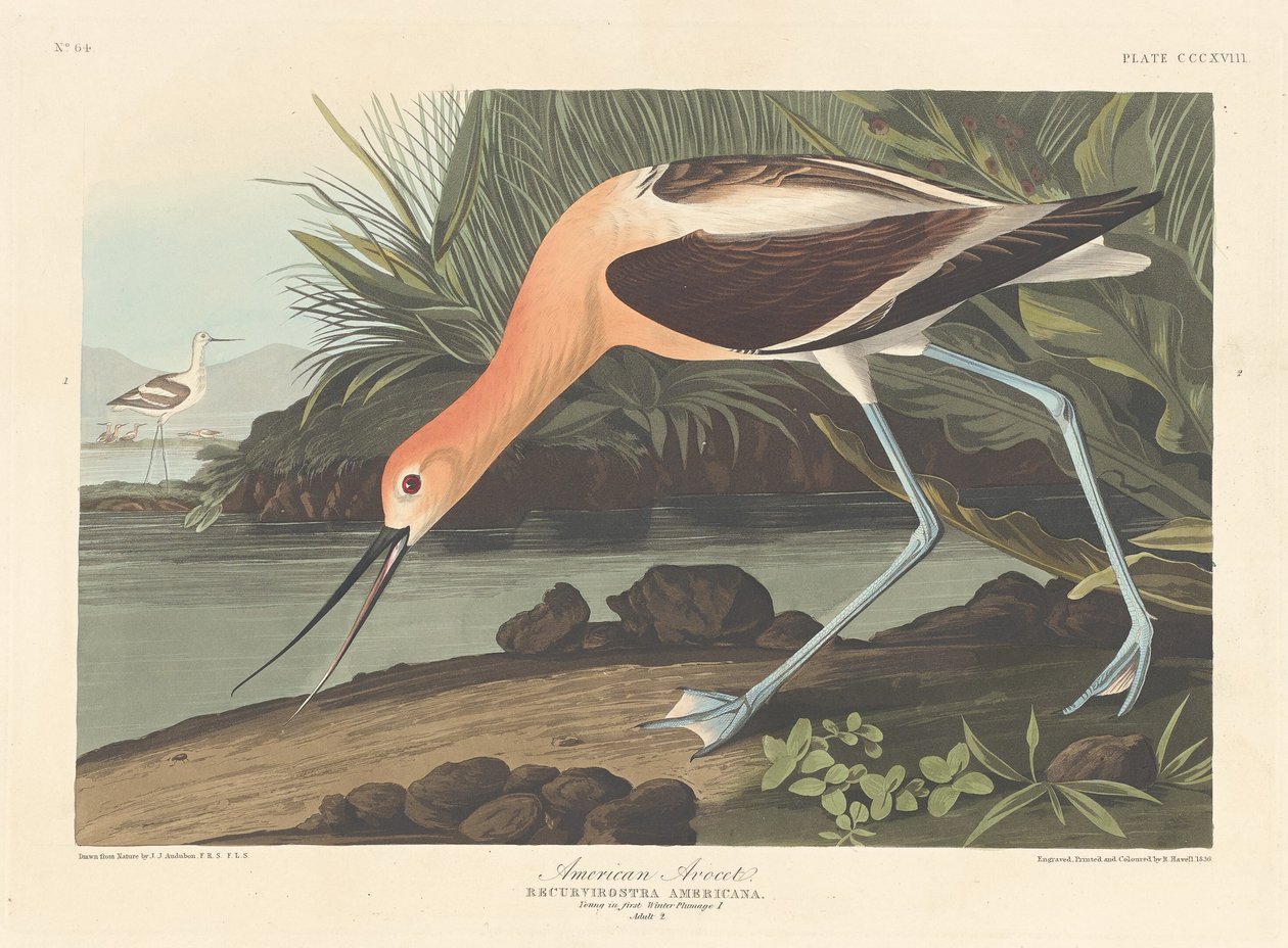 American Avocet, 1836. tekijältä Robert Havell