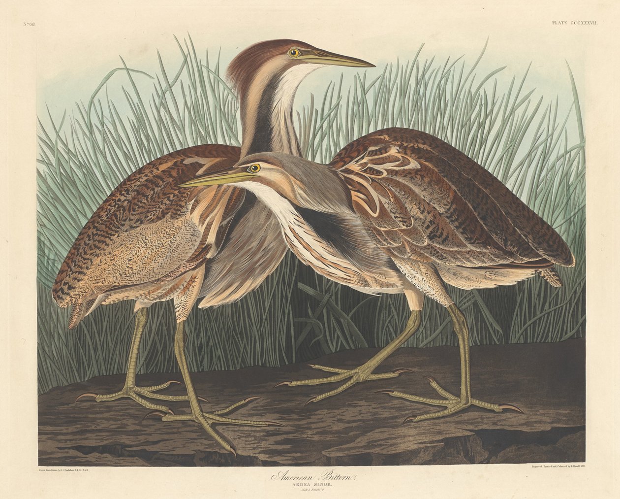 American Bittern, 1836. tekijältä Robert Havell