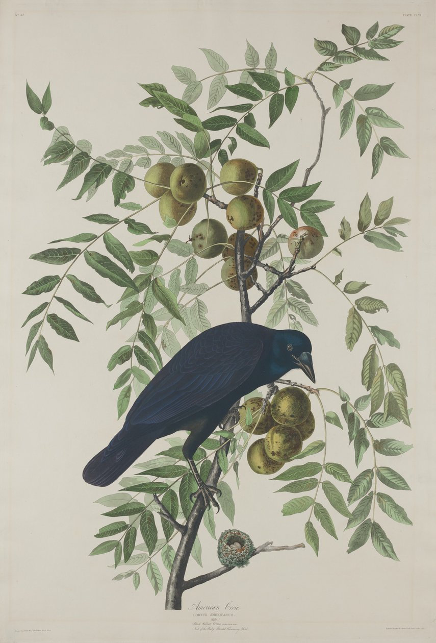 American Crow, 1833. tekijältä Robert Havell